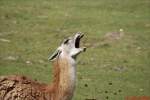 Lama g�hnt.   ...  Lars Weiser 26.04.2010