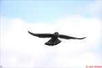 R�telfalke bei der Mausjagd   ...