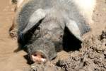 Schw�bisch-H�llisches Schwein (6 Fotos)