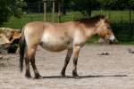 Urwildpferd (Przewalski-Pferd) am 27.05.2009 in Stuttgart/Wilhelma  ...