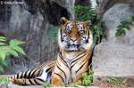 Guck mal wie er guckt. Sibirischer Tiger oder auch Amurtiger ...