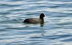 Bl��huhn am Z�lpicher See ...  Rolf Reinhardt 06.05.2010