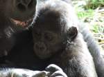 Eins der zwei Gorilla Babys aus dem Duisburger Zoo  ...