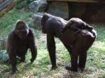 Hier sieht man drei Gorillas aus dem Duisburger Zoo  ...