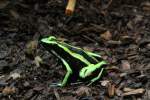 Baumsteigerfrosche Gr�ner Riesengiftfrosch oder auch Dreistreifen Blattsteiger (Ameerega trivittata) am 9.2.201 im Vivarium Karlsruhe.