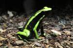 Baumsteigerfrosche Gr�ner Riesengiftfrosch oder auch Dreistreifen Blattsteiger (Ameerega trivittata) am 9.2.201 im Vivarium Karlsruhe.