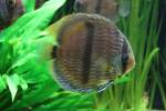 Buntbarsche Heckel-Diskus (Symphysodon discus), ein aus den ruhigen Nebenfl�ssen des Amazonas stammender Diskusfisch. Vivarium Karlsruhe am 9.2.2010.