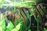 Buntbarsche Skalar (Pterophyllum scalare) am 9.2.2010 im Vivarium Karlsruhe.