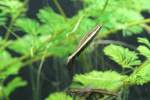 Schlanksalmler (Lebiasinidae) (1 Fotos)