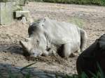Ein Nashorn ...  Dominik Eimers 18.10.2009