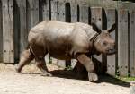 Panzernashorn Jungtier  Samir  geb.: ...  Manfred M�ldner 11.05.2010
