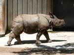 Panzernashorn Jungtier  Samir  geb.: ...  Manfred M�ldner 11.05.2010