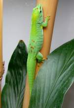 Madagassischer Taggecko am 12.06.2009 ...  Manfred M�ldner 12.05.2010