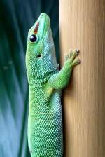 Madagassischer Taggecko am 12.06.2009 ...  Manfred M�ldner 12.05.2010