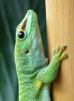 Madagassischer Taggecko am 12.06.2009 ...  Manfred M�ldner 12.05.2010