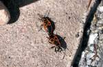 K�fer im Sexualrausch zusammengeklebt . 26.04.2010   ...