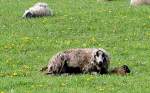 Schaf mit Lamm beim ...  Rolf Reinhardt 12.05.2010