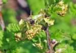 Sieht aus wie eine Mischung aus Wespe und Fliege !! ...