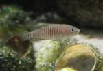 Buntbarsche Schneckenbuntbarsch (Neolamprologus multifasciatus) am 9.2.2010 im Vivarium Karlsruhe.