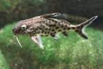 fiederbartwelse-mochokidae Vielpunkt-Kuckucks-Fiederbartwels (Synodontis multipunctatus) am 9.2.2010 im Vivarium Karlsruhe.
