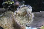 Sarcophyton sp. ...  Gilbert Angermann 13.05.2010