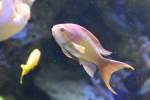 sagebarsche-fahnen--sage--zackenbarsche Juwelen-Fahnenbarsch (Pseudanthias squamipinnis) am 9.2.2010 im Vivarium Karlsruhe.