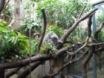 Ein Koala ...  Christoph Schumny 14.05.2010