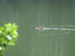 Ente auf dem Ploggensee (Grevesm�hlen)   ...