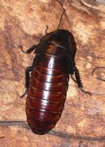Fauchschabe (Gromphadorhina portentosa) am ...  Manfred M�ldner 19.05.2010