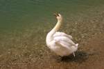 Ein Schwan geniesst die ...  Christine Wohlfahrt 19.05.2010