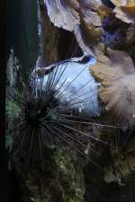 Diadem-Seeigel (Diadema ...  Gilbert Angermann 28.05.2010