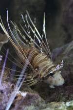 Skorpionfische Antennenfeuerfisch (Pterois antennata) am 9.2.2010 im Vivarium Karlsruhe.