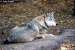 Wolf (Eurasischer Wolf)   ...