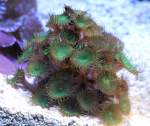 Krustenanemonen Die Krustenanemonen der Gattung Palythoa geh�ren zu den giftigsten Tieren �berhaupt. Vivarium Karlsruhe am 9.2.2010.
