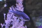 Riffbarsche Blauer Chromis oder auch Blaues Schwalbenschw�nzchen (Chromis cyanea) am 9.2.2010 im Vivarium Karlsruhe.