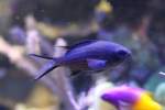 Riffbarsche Blaues Schwalbenschw�nzchen (Chromis cyanea) am 9.2.2010 im Vivarium Karlsruhe.