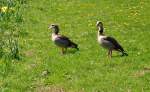 �gyptische G�nse an der ...  Rolf Reinhardt 30.05.2010