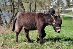 Esel am Rheinufer bei Bonn-Oberkassel - 16.04.2010  ...
