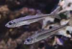 Altweltliche �hrenfische (3 Fotos)
