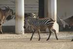 Zebras Dieses kleine B�hm-Steppenzebra (equus quagga boehmi) wird von einer Elenantilope ge�rgert. Zoo Berlin am 10.3.2010.