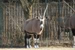 oryxantilopen-oryx S�dafrikanische Oryxantilope (Oryx gazella gazella) am 10.3.2010 im Zoo Berlin.