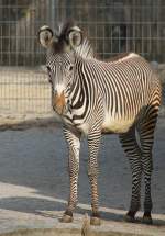 Zebras Gr�vy-Zebra (Equus grevyi) am 10.3.2010 im Zoo Berlin.