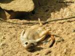  Die Sonne macht mich platt. . Erdm�nnchen.  ...