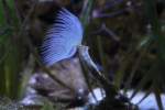 Wei�er Kalkr�hrenwurm (Protula tubularia) ...  Gilbert Angermann 31.05.2010