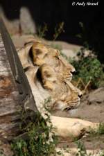 2 indische L�winnen   ...