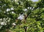 Bienenschwarm im Baum  ...  Peter Thumser 31.05.2010