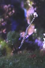 Zebra Seenadel (Doryrhamphus dactyliophorus) ...  Gilbert Angermann 01.06.2010