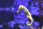 Langschnauzen-Seepferdchen (Hippocampus reidi) am ...  Gilbert Angermann 01.06.2010