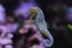 Langschnauzen-Seepferdchen (Hippocampus reidi) am ...  Gilbert Angermann 01.06.2010