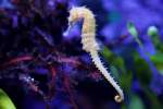 Zebraschnauzen-Seepferdchen (Hippocampus barbouri) am ...  Gilbert Angermann 01.06.2010